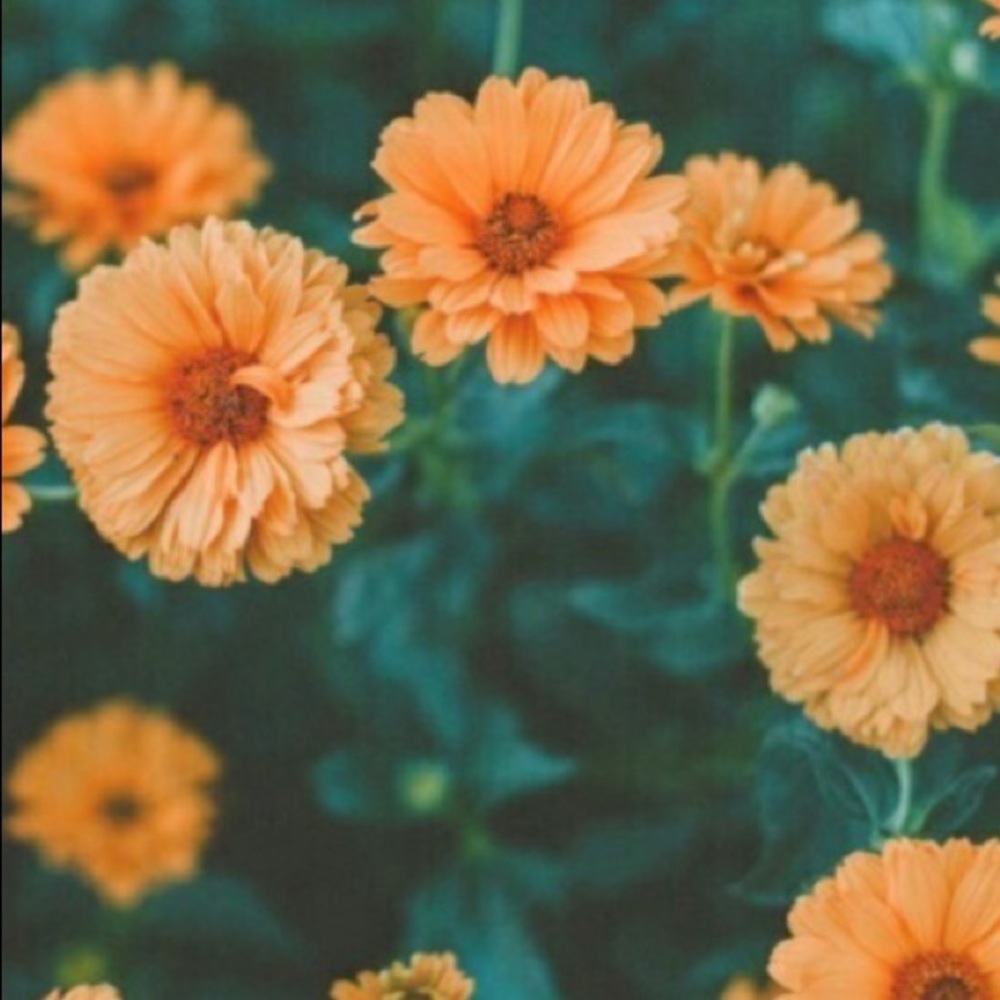 Meet your Posher, Carmel